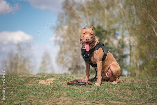 A beautiful purebred pit bull terrier on an outdoor walk.