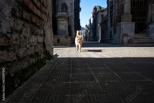 Gato solitario paseanado en cementerio, iluminado entre la oscuridad © Patricia Molaioli