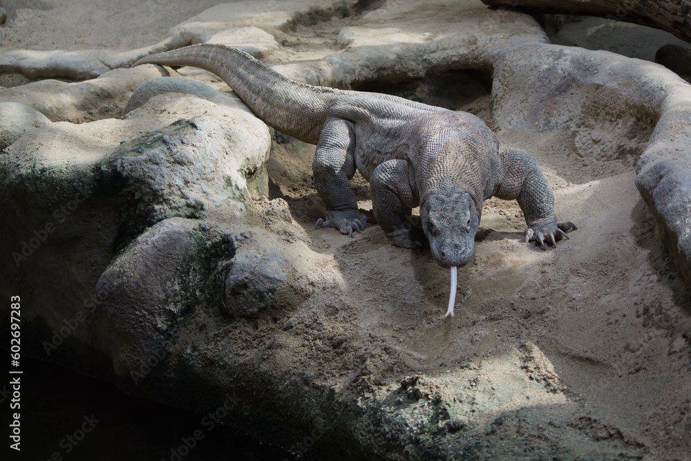komodo dragon komodo dragon