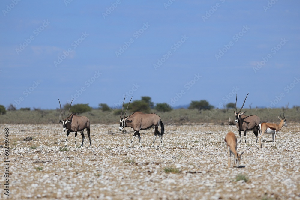 Oryx antelopes in the wild of Etosha National Park in Namibia Oryx antelopes in the wild of Etosha National Park in Namibia