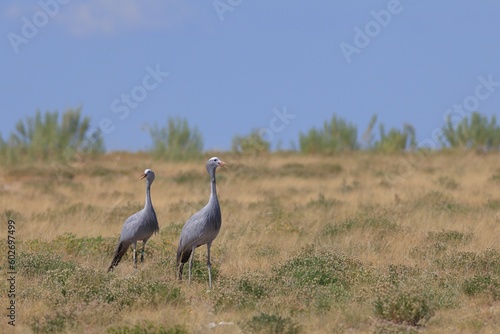 blue cranes in the wild of Etosha National Park in Namibia photo