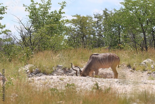 Kudu bull in the wild of Etosha National Park, Namibia photo