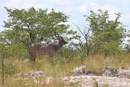 Kudu bull in the wild of Etosha National Park, Namibia