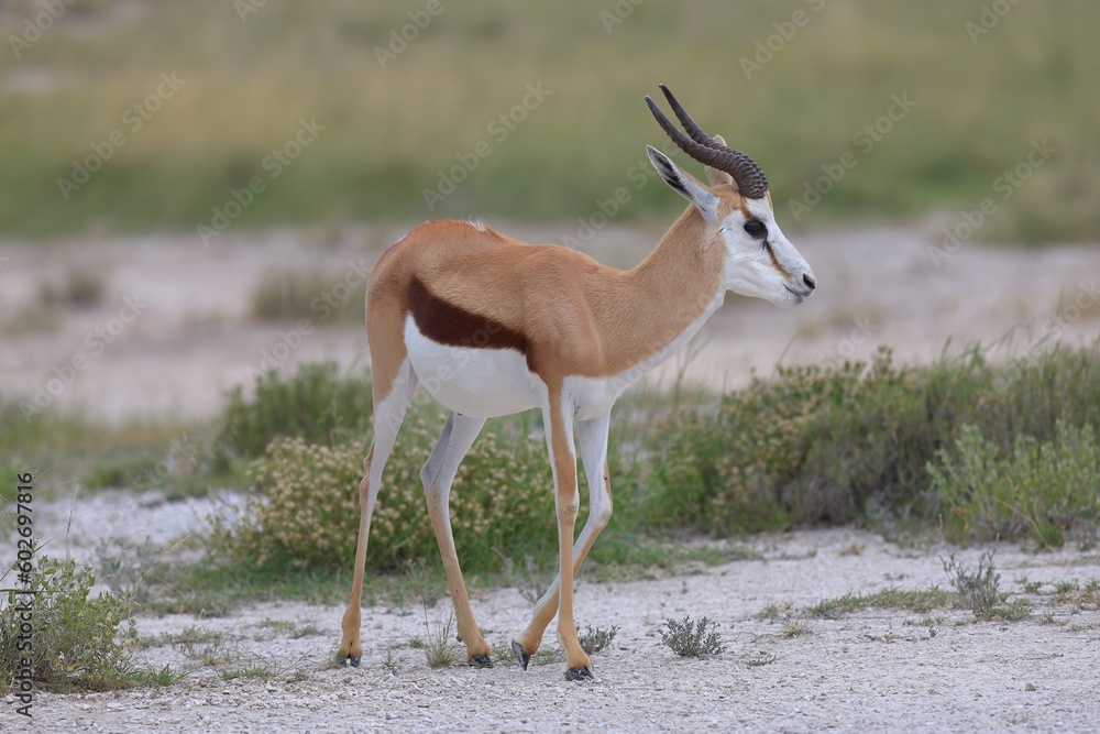 Obraz premium springbok in the wild of etosha