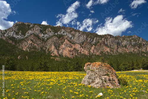 Flowering meadow and scenic mountains of Crazy Woman Canyon Road, Wyoming