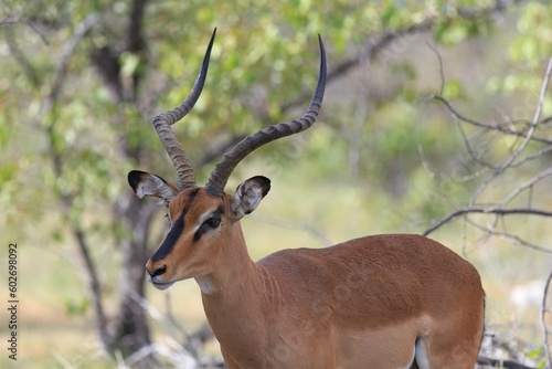black-faced impala in the wild of etosha