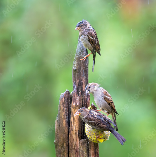 Beautiful couple of house sparrows (Passer domesticus) in the rain on a feeding post