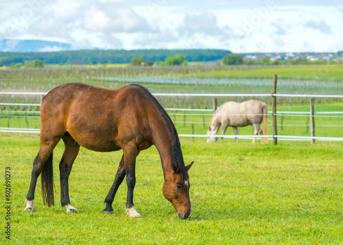 Two horses grazing on a farm