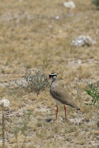 temminck´s courser (cursorius temminckii) in the wild of Namibia photo