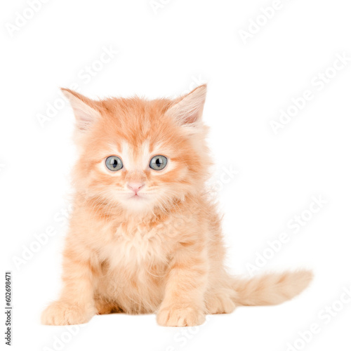 scottish kitten