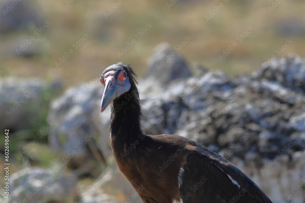 marabou stork in the wild of etosha marabou stork in the wild of etosha