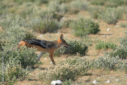 Fototapeta Naklejka Na Ścianę i Meble -  black-backed jackal in its habitat in Namibia