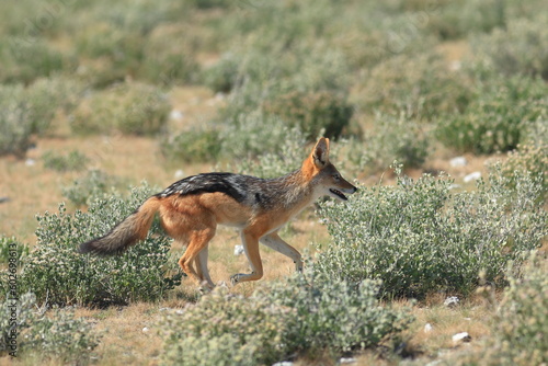 black-backed jackal in its habitat in Namibia photo