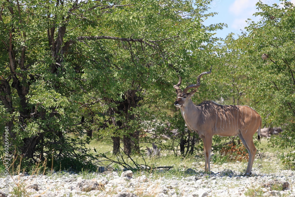 Kudu bull in the wild of Etosha National Park, Namibia Kudu bull in the wild of Etosha National Park, Namibia