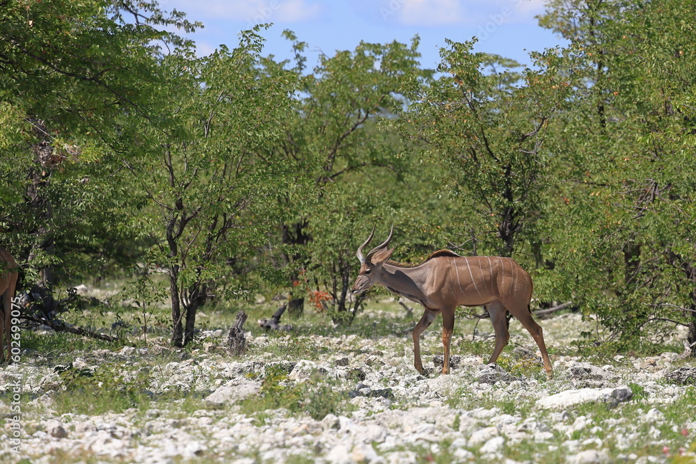 Kudu bull in the wild of Etosha National Park, Namibia Kudu bull in the wild of Etosha National Park, Namibia