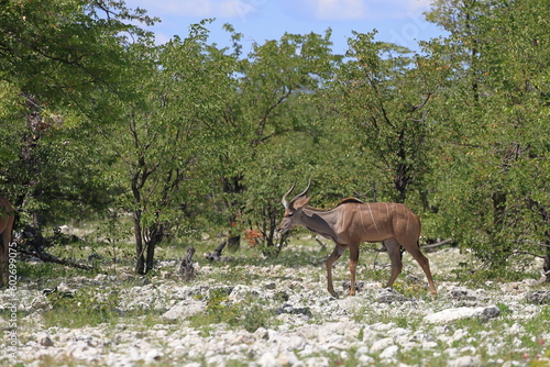 Kudu bull in the wild of Etosha National Park, Namibia