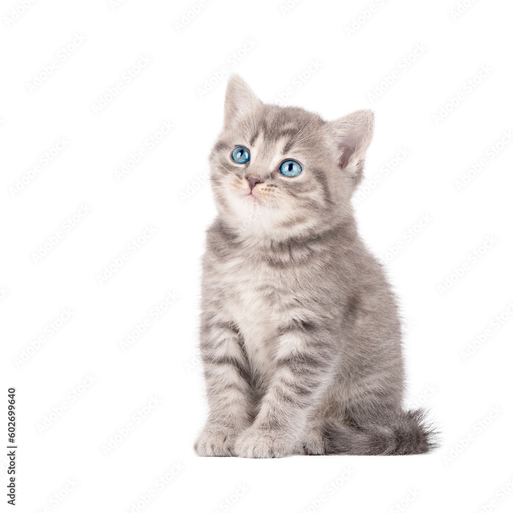 scottish kitten - obrazy, fototapety, plakaty 