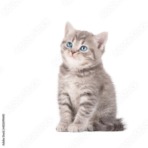 Fototapeta scottish kitten