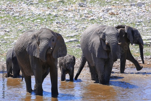 Elephants at a water hole in Etosha National Park