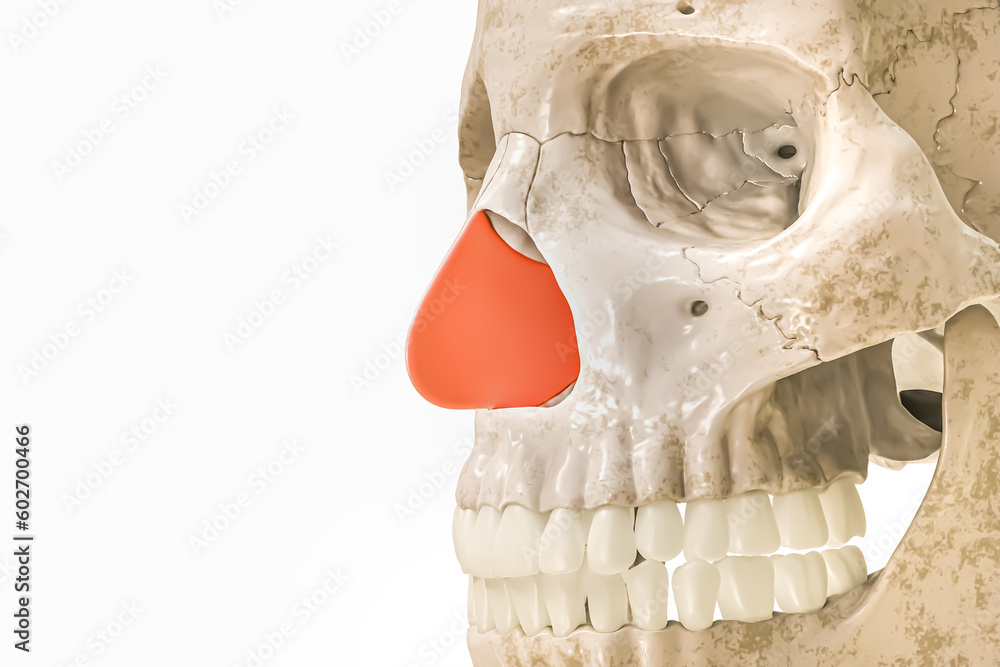 Septal cartilage or septum in red 3D rendering illustration isolated on