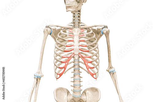 Costal cartilage in red color 3D rendering illustration isolated on white with copy space. Human skeleton and rib cage anatomy, medical diagram, osteology, skeletal system, science, biology concepts. photo
