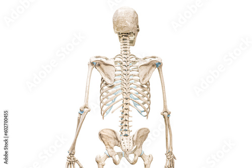 Bild auf Leinwand Vertebral or spinal column or backbone back view 3D rendering illustration isolated on white with copy space