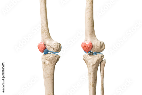 Patella or kneecap bone in red 3D rendering illustration isolated on white with copy space. Human skeleton and knee anatomy, medical diagram, osteology, skeletal system, science, biology concepts. photo