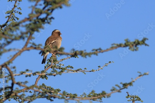 white browed sparrow weaver perching on a branch in Namibia