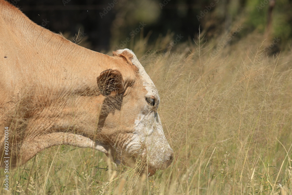 Fototapeta premium cattle in the wild of Namibia