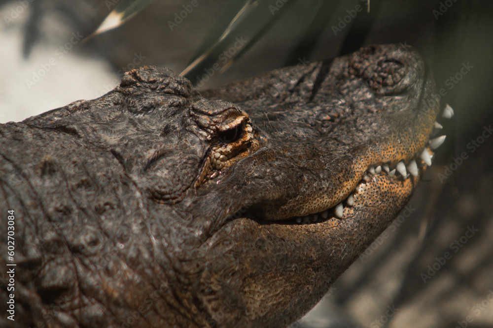 Obraz premium aligator 