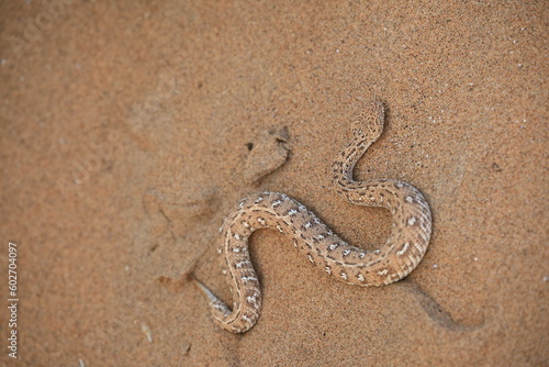 sidewinder snake in the Namib Desert