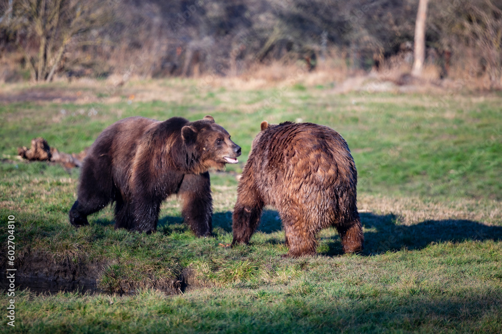 Two Brown Bears playing in the pond