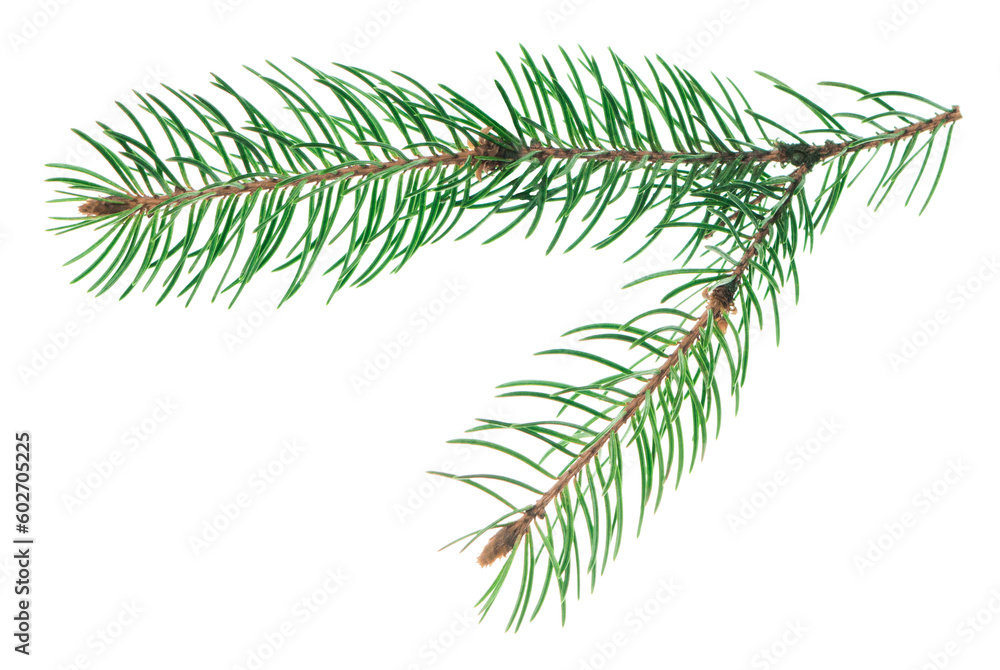 Forest greens. Beautiful pine branches. isolated. Long forest decor. Christmas sale and holiday decor. Forest greens. Beautiful pine branches. isolated. Long forest decor. Christmas sale and holiday decor.