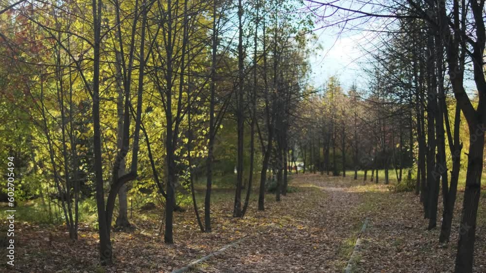 View of the autumn path in the park. Fallen leaves. Autumn background
View of the autumn path in the park. Fallen leaves. Autumn background