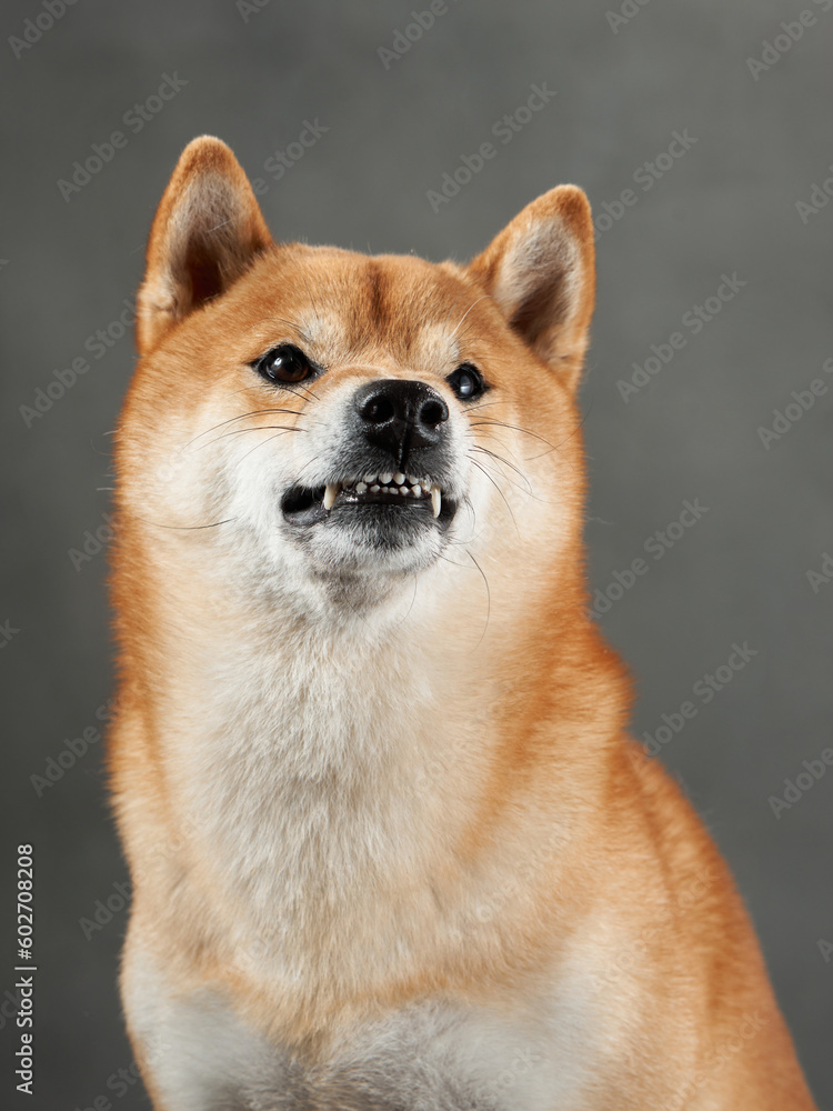funny dog snarls on a gray background. Shiba Inu is worth a muzzle in studio 