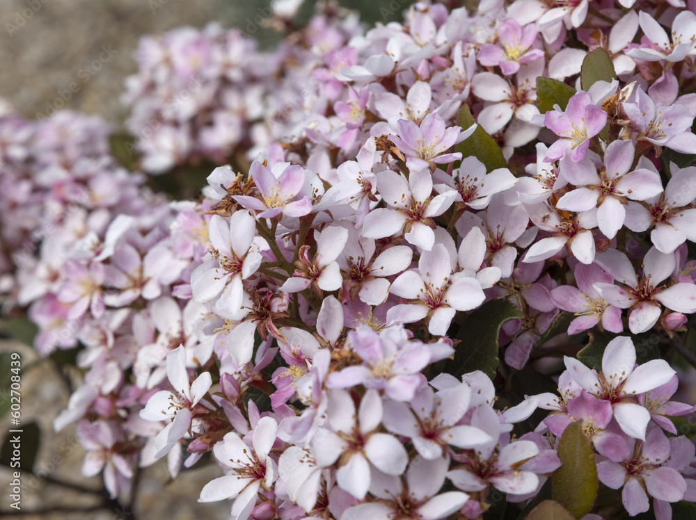 Rhaphiolepis x delacourii	