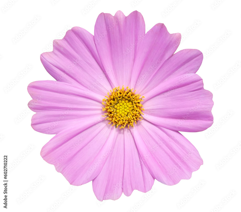 Pink cosmos flower blooming on transparent background