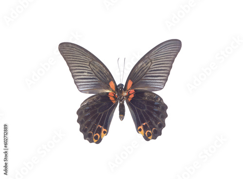 exotic black butterfly isolated on white background