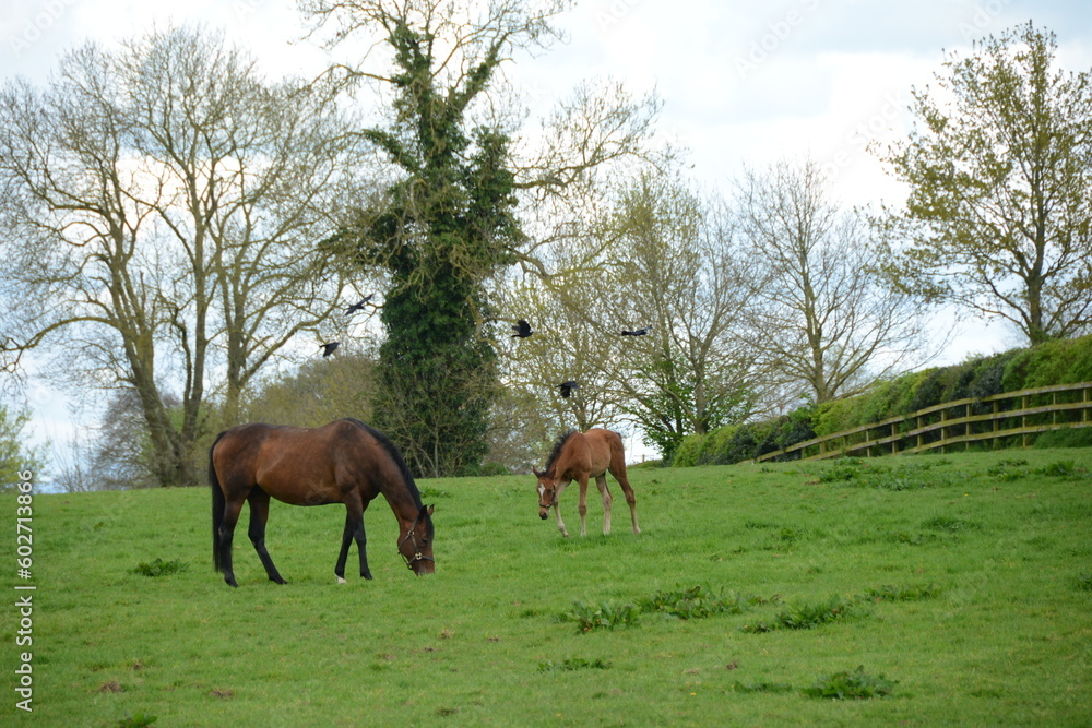 Obraz premium horses in the field