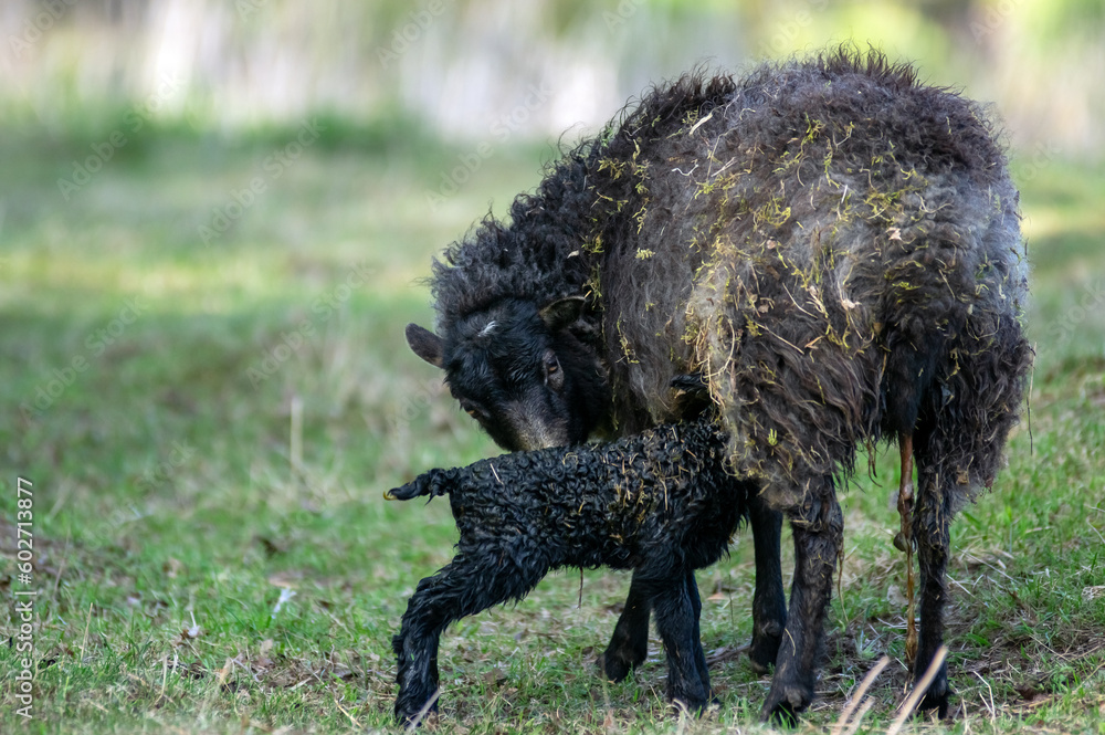 Owce domowe mała owieczka wraz z mamą maciorką tuż po porodzie na pastwisku, wykot.	
 - obrazy, fototapety, plakaty 
