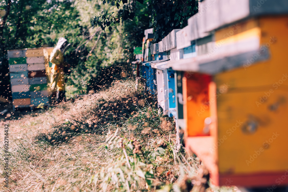 beekeeping : beekeeper at work in field of honeycombs