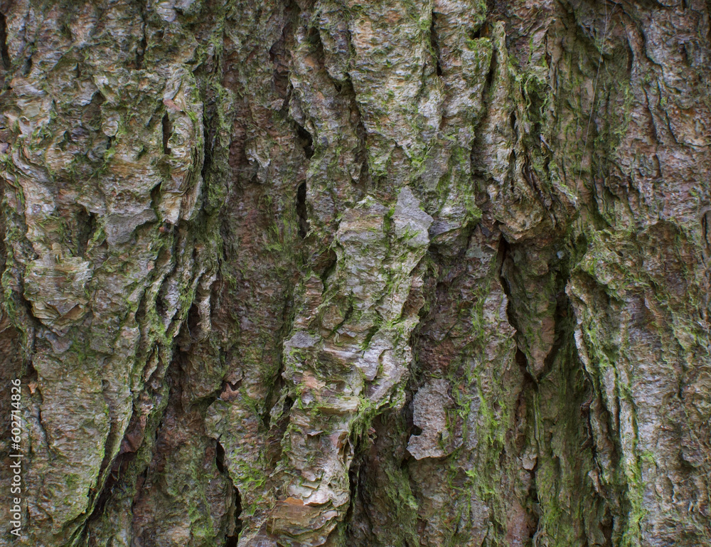 Details of the bark of betula nigra Details of the bark of betula nigra