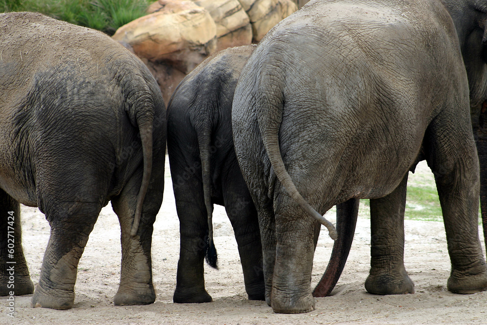 Naklejka premium A group of three African elephants standing together in their enclosure