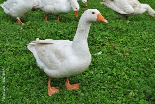 Gęsi na zielnej trawie. 