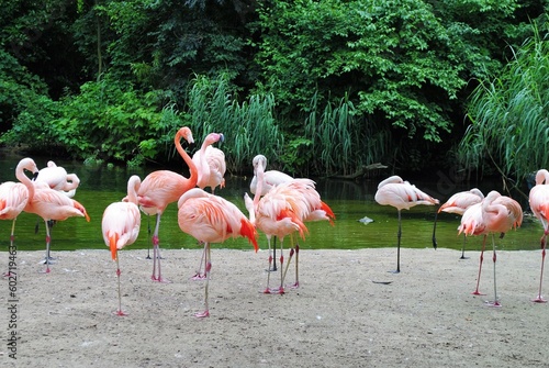 Flamingi nad wodą w zoo.
