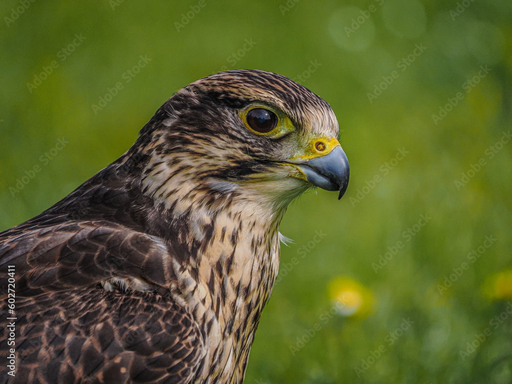 Saker Falcon Portrait Saker Falcon Portrait