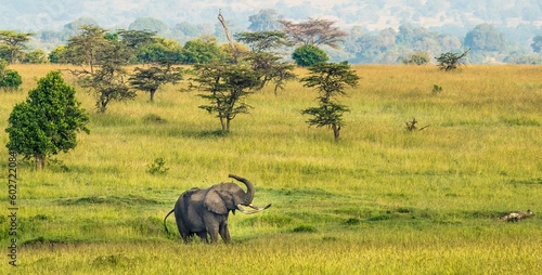 Εκτύπωση καμβά A lone bull african elephant on the Maasai savannah, Kenya, Africa
