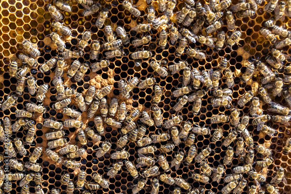 Abstract hexagon structure is honeycomb from bee hive filled Abstract hexagon structure is honeycomb from bee hive filled