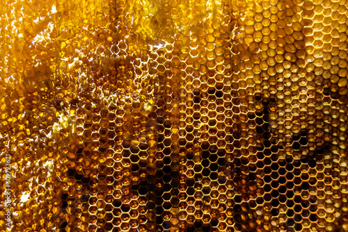 Drop of bee honey drip from hexagonal honeycombs filled with golden nectar