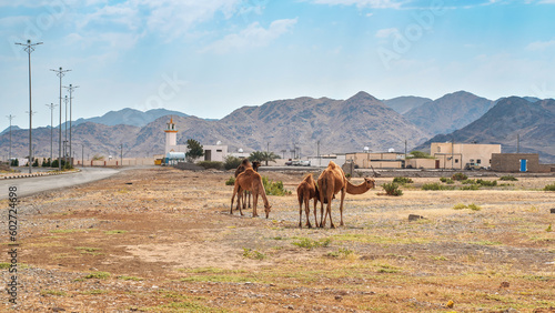 Group of camels grazing on grass patches in arid desert  small town and hills distance  typical landscape near Al Qrash  Saudi Arabia